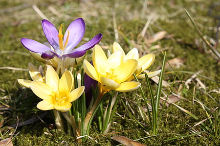 spring, crocus, plant, yellow, nature, flowers, macro
