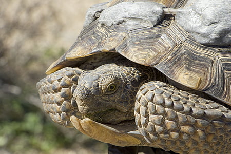 desert tortoise, macro, wildlife, reptile, nature, shell, head