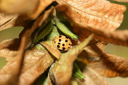 Mariquita, escarabat, insecte, fulles