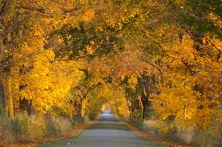 podzim, Avenue, stromy, pryč, cesta, alejí, listy