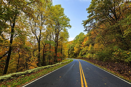 asfalto, Outono, beleza, colorido, zona rural, luz do dia, Outono