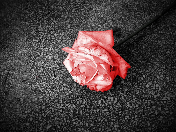 blomst, Rosa, rød, passion, røde rose, natur, opgivet