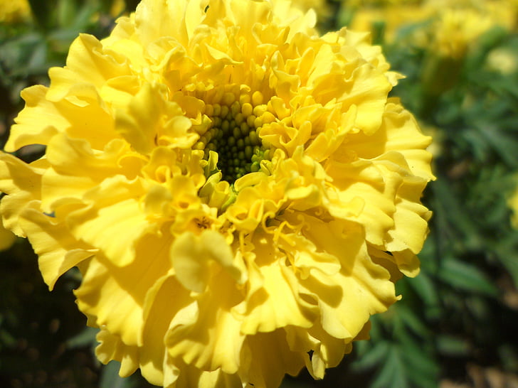makro, nechtík lekársky, malé čerstvé, kvet, Sunshine, žlté kvety