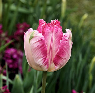 Tulpe, Papagei Tulpe, Blume, Frühling, rot, Natur, Floral