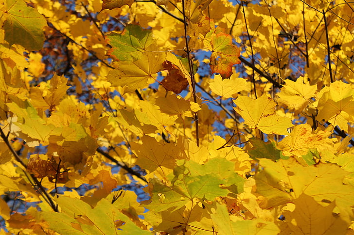 dedaunan jatuh, warna-warni, kuning, emas, musim gugur, daun, ben10 emas