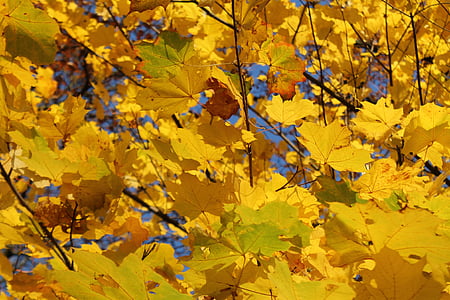 rudenī zaļumiem, krāsains, dzeltena, Zelts, rudens, atstāj, zelta rudens