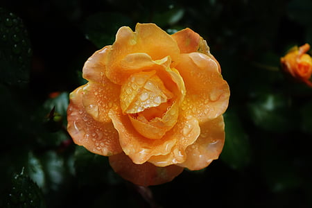 Троянда, помаранчевий, колір, крапельне, краплі води, цвітіння троянди, прикраси з бісеру
