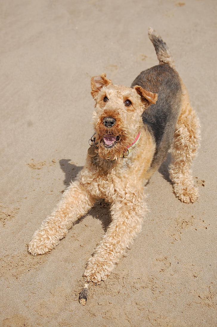 Airedale, Terrier, glücklich, Strand, spielen, Hund, Haustiere