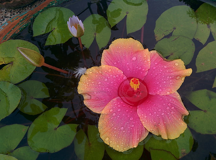 Hibiscus, Lotus, bloem, Tuin, natuur, plant, Petal