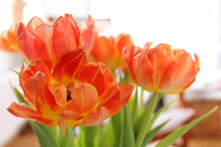 tulipani, oranžna, venenje