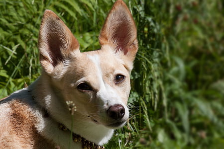 podenco canario, berkembang biak anjing, hibrida, Chihuahua, angin anjing seperti, putih, coklat