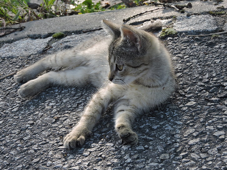Kitty, mammifero, gatto, piccolo, Gattino grigio