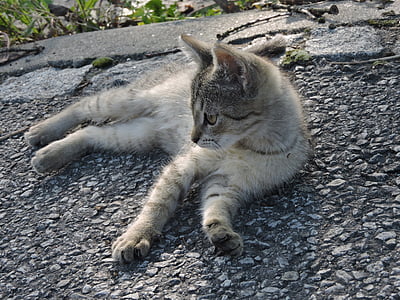 Китти, млекопитающее, кошка, маленький, Серый котенок