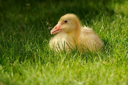 goose, curls goose, chicks, animal, fluff, bill, poultry