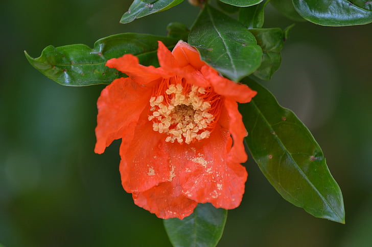 pomegranate, flower, orange