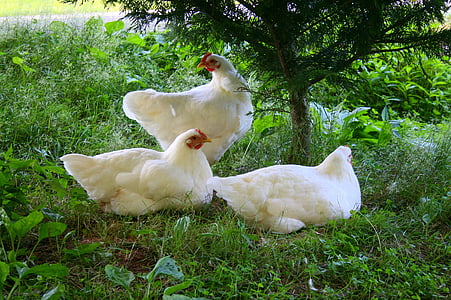 chickens, hens, white, farm, animal, bird, farming