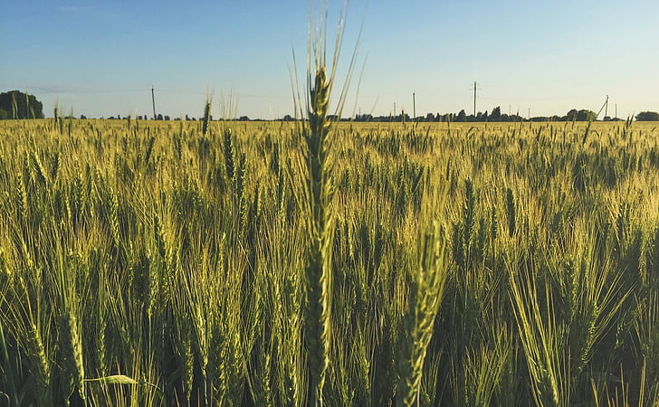 поле, пшеница, Пролет, колос, природата, хляб, зърнени култури