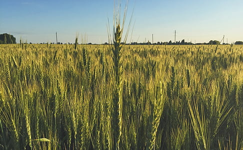 polje, pšenica, proljeće, Kolos, priroda, kruh, žitarice