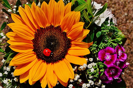 花束, 太阳花, 夏季, 植物, 花