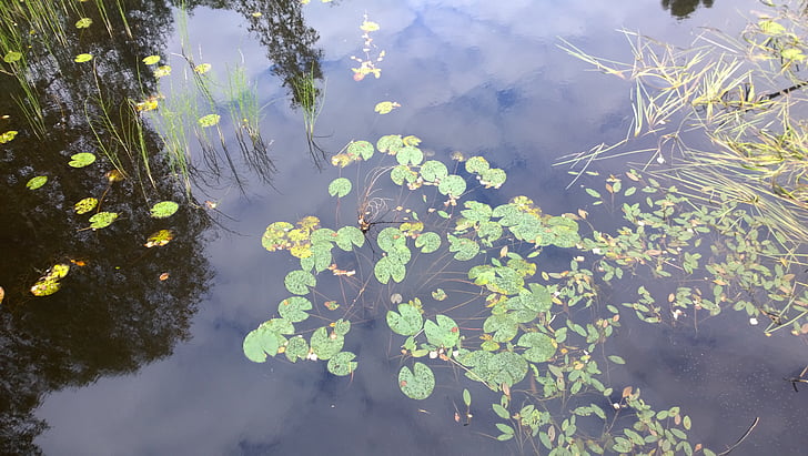 lake, reflection, calm, serene, water, nature