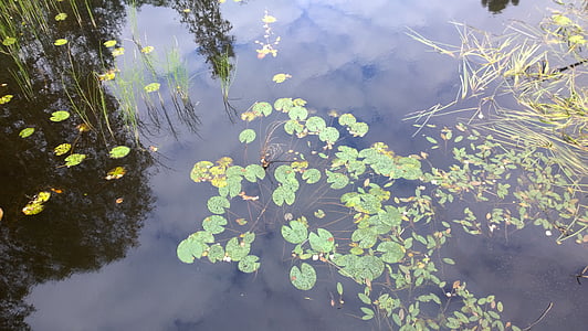 jazero, reflexie, pokojný, pokojný, vody, Príroda
