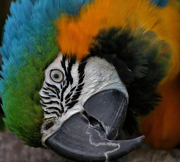 Гиацинтовый ара, попугай, птица, Гиацинт, Дикая природа, красочные, перо