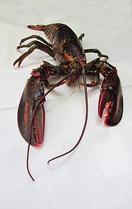tôm hùm, Maine lobster, Hải sản, thực phẩm, tôi à?, ăn ngon, Maine