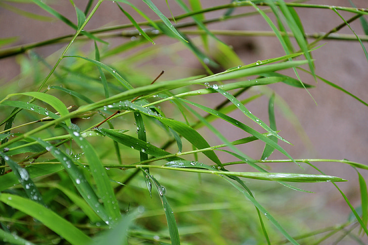 bambus, malý bambus, tráva, kvapky vody, listy, mawanella, Srí lanka
