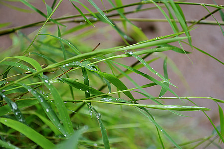 bambú, bambú petit, herba, gotes d'aigua, fulles, mawanella, Sri lanka
