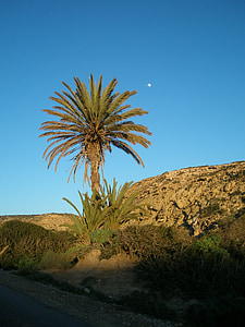Palma, cielo de la tarde, Luna, Marruecos, naturaleza, desierto, árbol de Joshua