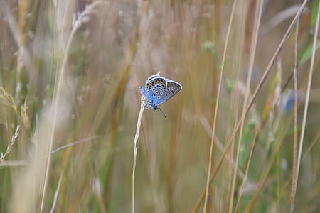 butterfly, blue, summer, nature, meadow, one animal, grass