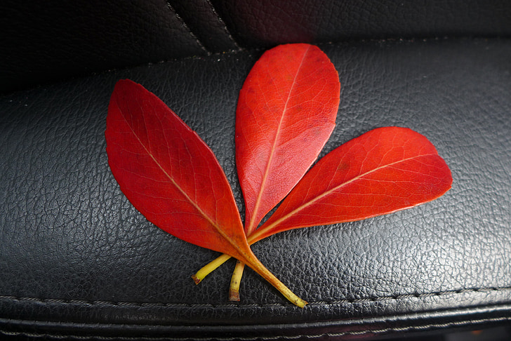 listy, červená, jeseň, zeleň, Leaf, jeseň, Príroda