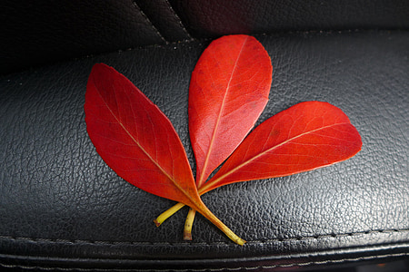 foglie, rosso, autunno, fogliame, foglia, caduta, natura