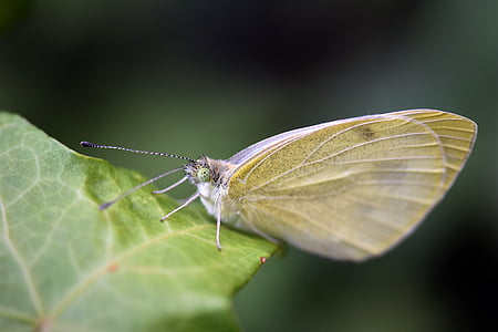 gonepteryx rhamni, motýľ, hmyzu, zviera, Príroda, žltá, Zavrieť