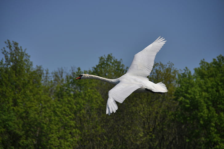 swan, flight, spring, nature, flying, bird, seagull