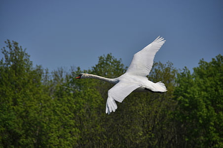 Swan, penerbangan, musim semi, alam, terbang, burung, Seagull
