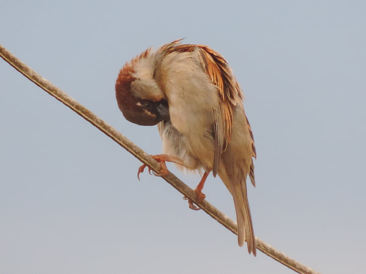 Sparrow, oiseau, fil de la lampe
