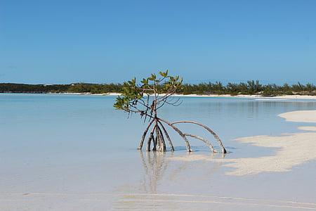 árvore, praia, areia, paisagem, Caribe