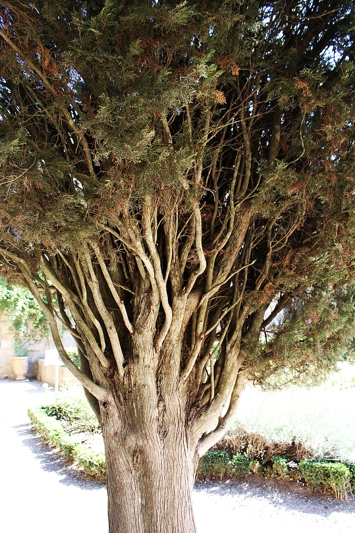 pinus, pohon, Conifer, cabang, termasuk jenis pohon jarum pohon, makro, hijau
