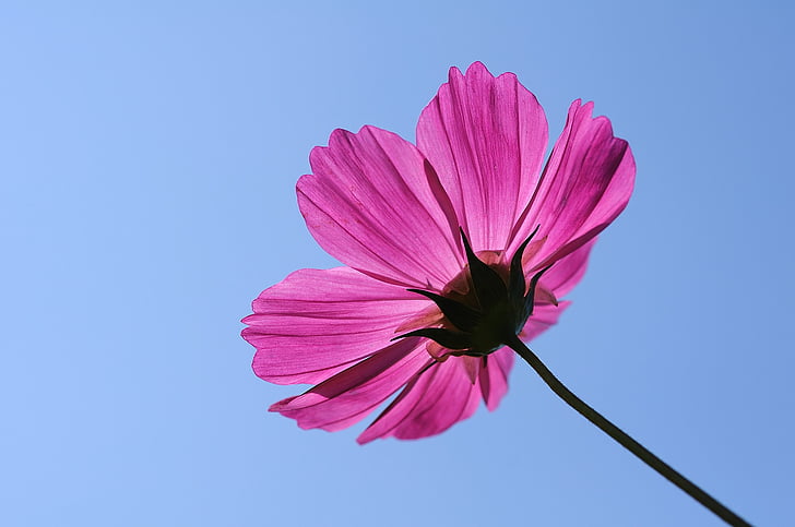 flower, universe plant, cosmos, single, pink petals, blue sky, background