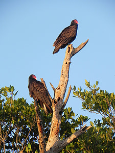 Vultures, burung, pemulung