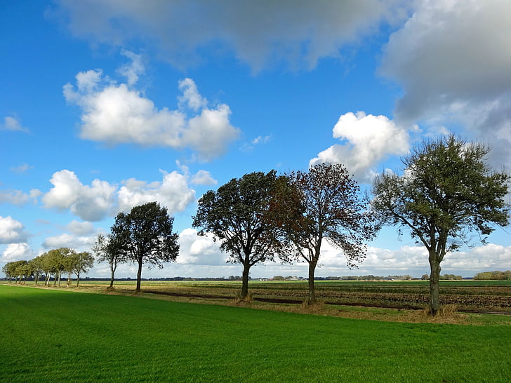 polder, Halfweg, landskap, träd, kustnära, Nederländerna, Flat