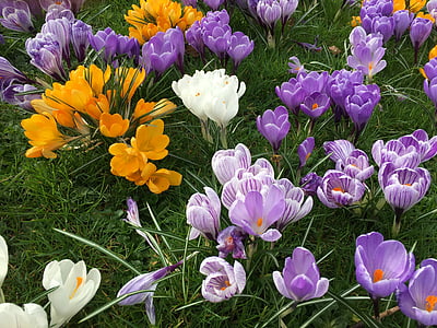 番红花, 花, 春天, 自然, 赛季, 花香, 紫色