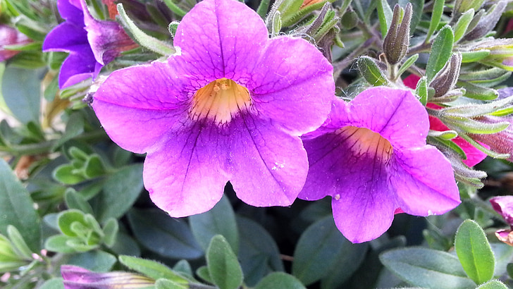flowers, colorful, flower, nature, colorful flowers, beautiful, color