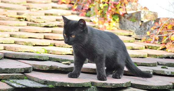 chaton de bébé, noir, découverte, jeu