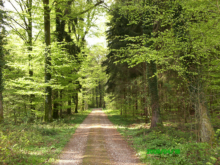 forest, road, green