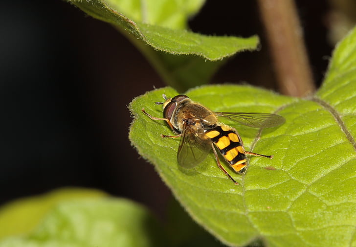 hoverfly, côn trùng, cánh, hợp chất, Thiên nhiên, động vật, cận cảnh