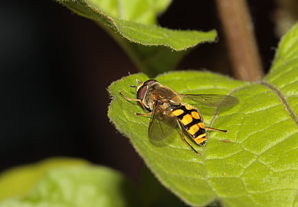 Hoverfly, έντομο, πτέρυγα, σύνθετες, φύση, ζώο, γκρο πλαν
