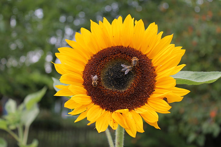 sunflower, bee, flower