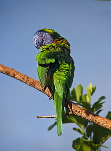 Австралийски, птица, синьо небе, цветни, цветни, папагал, preening
